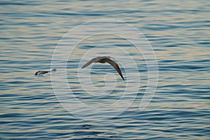 Whimbrel flying at seaside