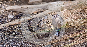 Whimbrel from The Gulf of St. Lawrence