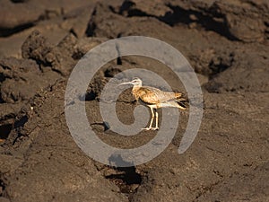 Whimbrel on lava rocks