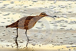 Whimbrel looking for food