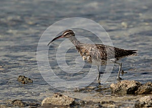 Whimbrel in the morning hours at Busaiteen coast, Bahrain