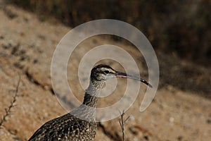 Whimbrel Numenius phaeopus 1