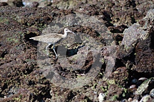 Whimbrel Numenius phaeopus.