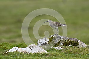 Whimbrel - Numenius phaeopus