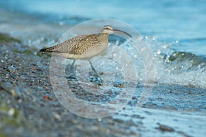 Whimbrel - Numenius phaeopus