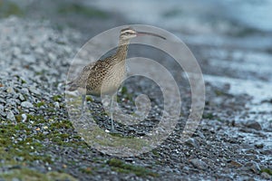 Whimbrel - Numenius phaeopus