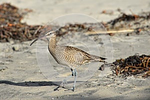 Whimbrel (Numenius phaeopus)