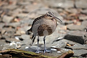 Whimbrel (Numenius Phaeopus)