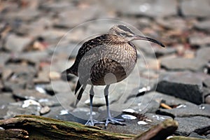 Whimbrel (Numenius Phaeopus) photo