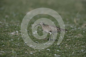 Whimbrel, Numenius phaeopus