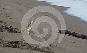 Whimbrel, Numenius phaeopus