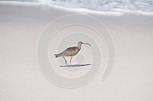 Whimbrel Numenius phaeopus on Beach in Mexico