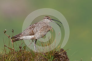 Whimbrel, Numenius phaeopus,with blurred grass as background.