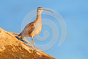 Whimbrel, Numenius phaeopus in the green water, walking in the nature forest habitat. Wader bird with curved bill.