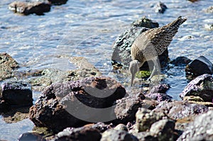 Whimbrel Numenius phaeopus looking for preys.