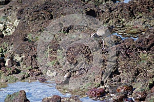 Whimbrel Numenius phaeopus looking for preys.