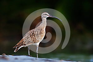 Whimbrel, Numenius phaeopus, nice bird in blurred nice flowers in foreground, Costa Rica. Bird in the river. Whimbrel in the gree photo