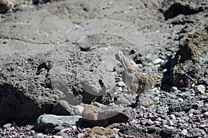 Whimbrel Numenius phaeopus preening.