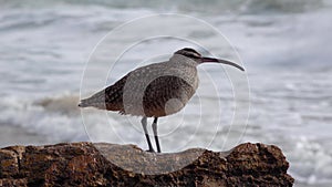 Whimbrel Numenius phaeopus, seabird walking on the beach, California,  with the ocean in the background. USA
