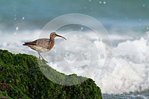 Whimbrel - Numenius phaeopus standing and feeding on the rocky cliffs with waves in the background
