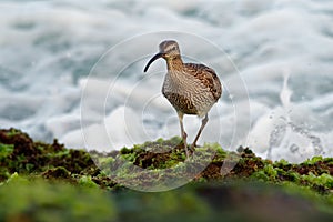 Whimbrel - Numenius phaeopus standing and feeding on the rocky cliffs with waves in the background