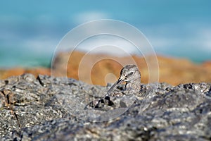 Whimbrel - Numenius phaeopus standing and feeding on the rocky cliffs with waves in the background