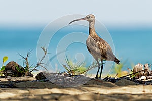 Whimbrel - Numenius phaeopus standing and feeding on the sandy beach with waves in the background