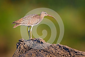 Whimbrel, Numenius phaeopus on the tree trunk, walking in the nature forest habitat. Wader bird with curved bill.