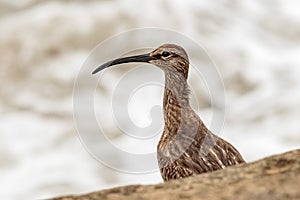 A Whimbrel, Numenius phaeopus, wader / shorebird. Close up of head and curved beak.