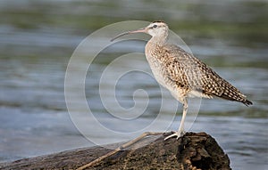 A whimbrel photographed in the Tarcoles river