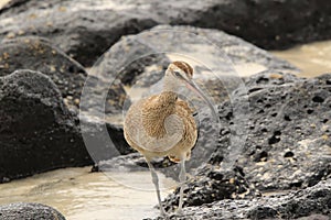 Whimbrel  on the rocks