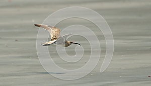 Whimbrel in sea beach