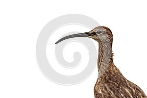 A Whimbrel shorebird / wader. against white background.