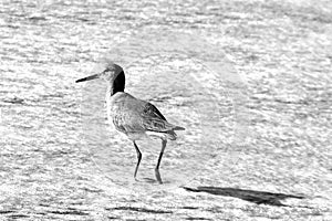 Whimbrel shorebird wading in the surf on Surfers Knoll beach in Ventura California United States in black and white