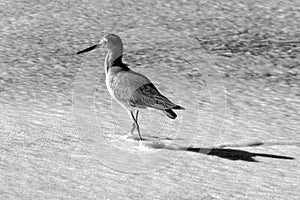 Whimbrel shorebird walking on Surfers Knoll beach in Ventura California USA in black and white