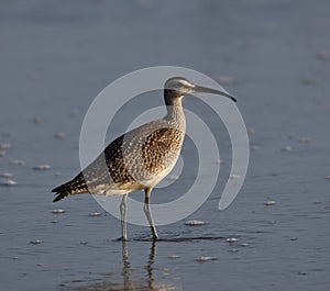 A whimbrel, stands amid the surf