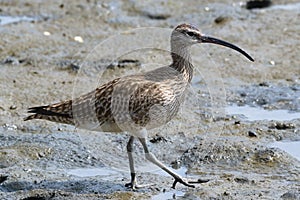 Whimbrel, wader with long curved bill