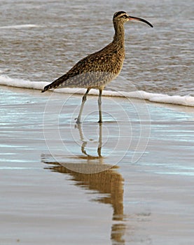 Whimbrel wading in the surf