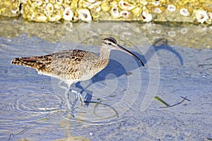 Whimbrel Walking In The Beach Surf