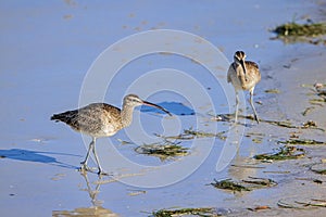 Whimbrels On The Beach