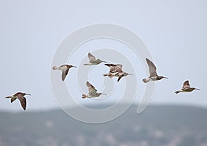 Whimbrels in Flight