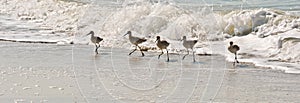 Whimbrels in surf
