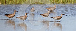Whimbrels wading in a shallow salt marsh