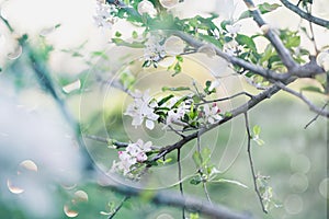 Whimisical scene of pink apple tree blossoms with selective focus