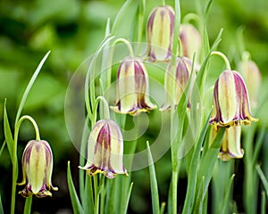 Whimsical Bell Shaped Spring Flowers photo