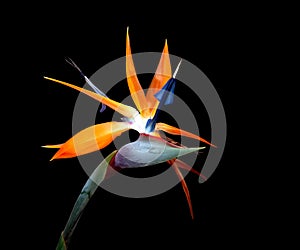 Bird of paradise flower bad hair day black background