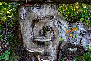 Whimsical miniature fairy world in woods