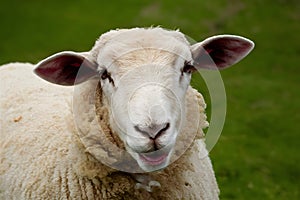 Whimsical portrait of sheep showcasing humorous and endearing expression