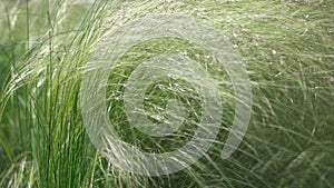 Whimsical scene of wind-swept grass in soft focus, conveying movement and the delicate nature of the environment