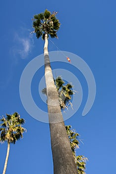 A Whimsical Sight of a Very Tall Palm Tree with Kite String Caught in Top of Tree.